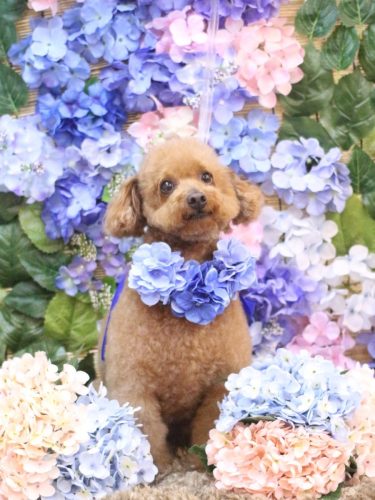 20250608チョコちゃん